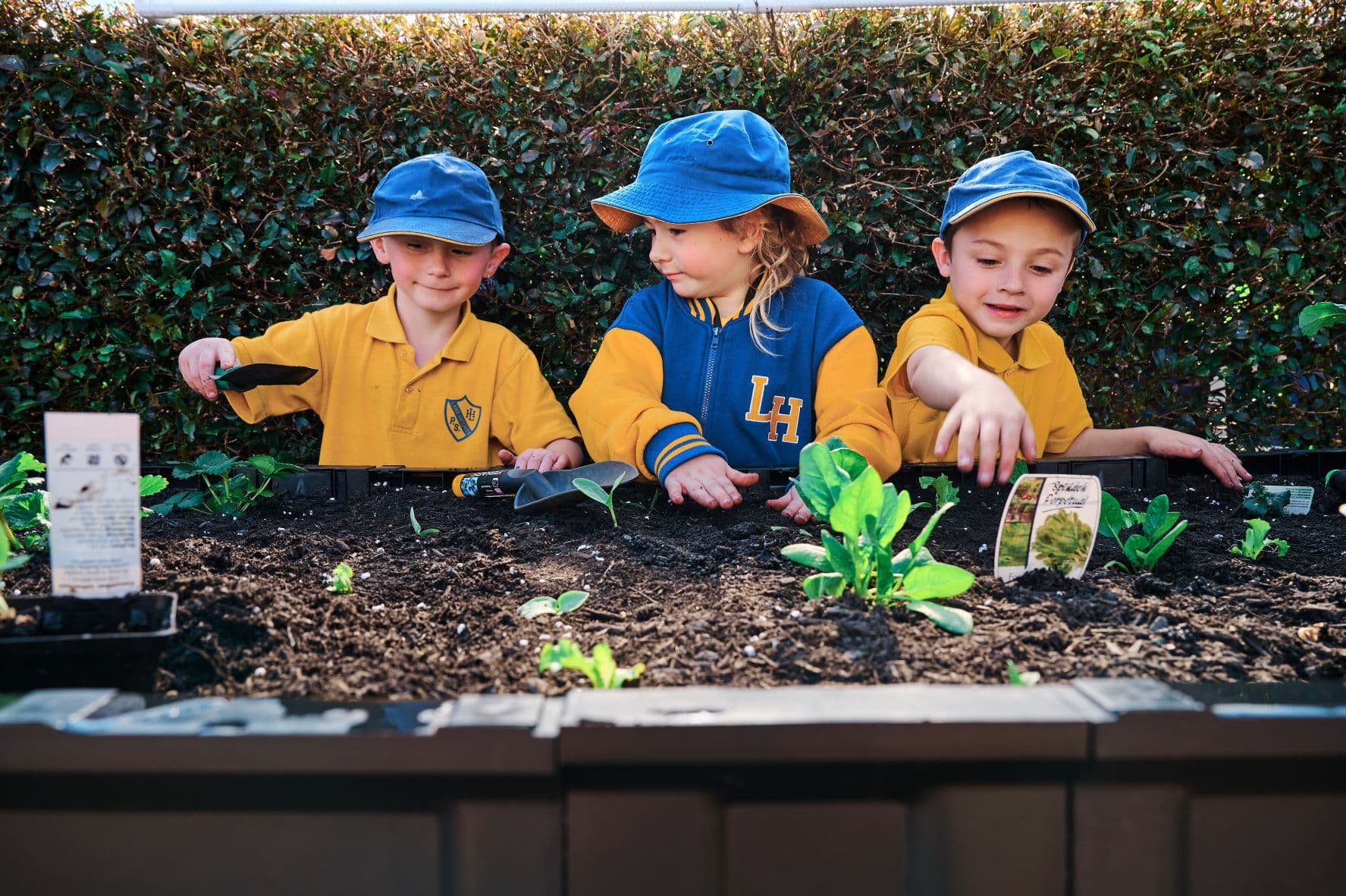 Lake Heights Public School students planting vege pods 